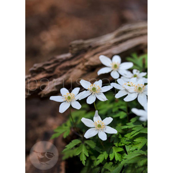 Produktfoto zu Postkarte Buschwindröschen