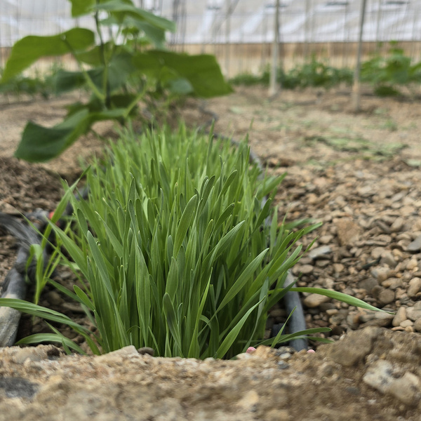 KI generiert: Das Bild zeigt einen jungen, dichten Grasbewuchs, der in einem Gewächshaus neben anderen Pflanzen wächst. Im Fokus sind die frischen, grünen Grastriebe, während der Hintergrund gemischt aus Erde und grünen Blättern besteht.