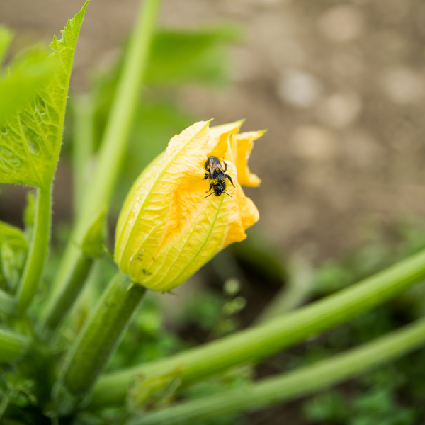 Wildbiene auf Zucchiniblüte auf dem Acker