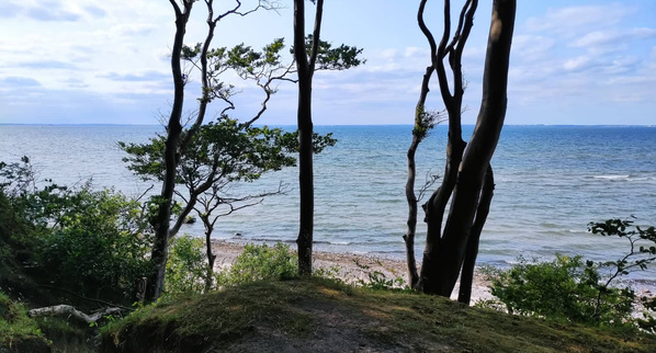 KI generiert: Blick durch Bäume auf ein ruhiges Meer mit blauem Himmel und einigen Wolken.