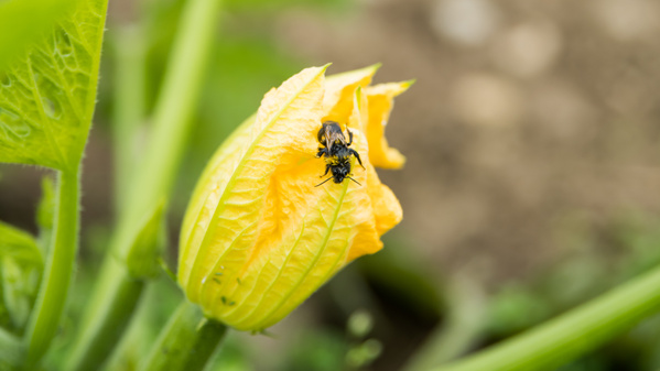 Biene auf gelber Zucchini-Blüte, Nahaufnahme mit grünem Hintergrund.