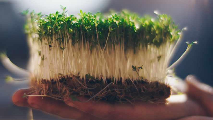 Kressesprossen auf Gärtnerhand im Sonnenlicht
