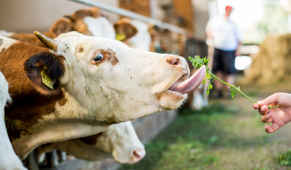 KI generiert: Kuh leckt eine Pflanze, die von einer Hand gehalten wird. Hintergrund zeigt mehr Kühe und eine Person.