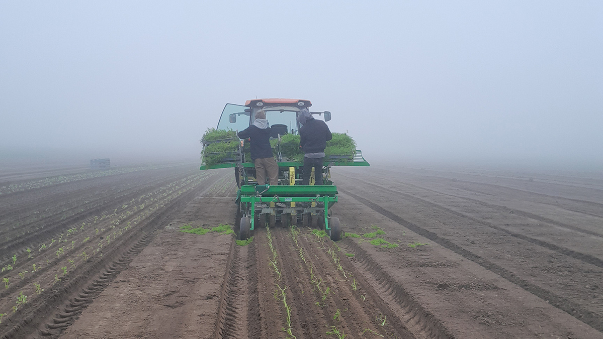 Fenchelpflanzung Anfang April mit Nebel auf dem Feld