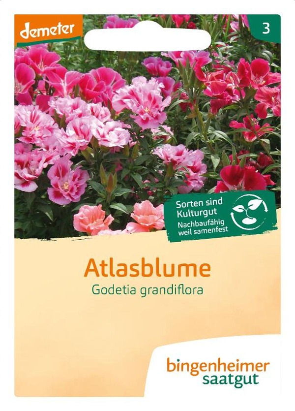 Produktfoto zu Saatgut Atlasblume