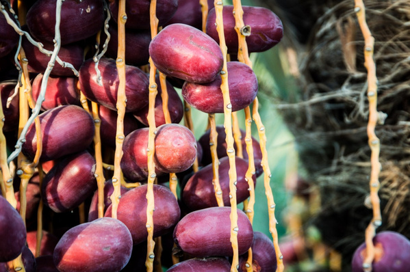 Grünland Bio Lieferant Narafood