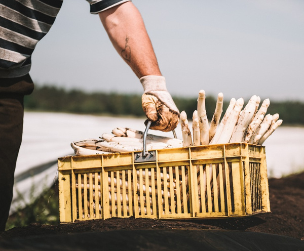KI generiert: Eine Person erntet weißen Spargel und trägt ihn in einer gelben Kiste auf einem Feld.