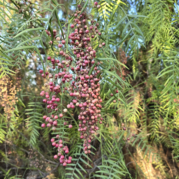KI generiert: Das Bild zeigt einen Ast eines Pfefferbaums mit Bündeln von rosafarbenen Beeren und langen, schmalen Blättern. Der Hintergrund besteht aus weiteren grünen Blättern in einem natürlichen Umfeld.