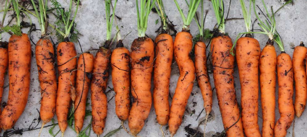 Möhren frisch geerntet mit Erde