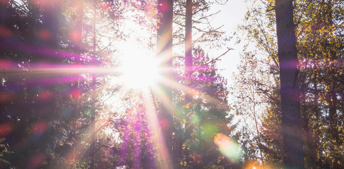 KI generiert: Sonnenstrahlen brechen durch Bäume im Wald mit bunten Lichteffekten.