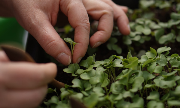 Jungplanzen pikieren Bingenheim