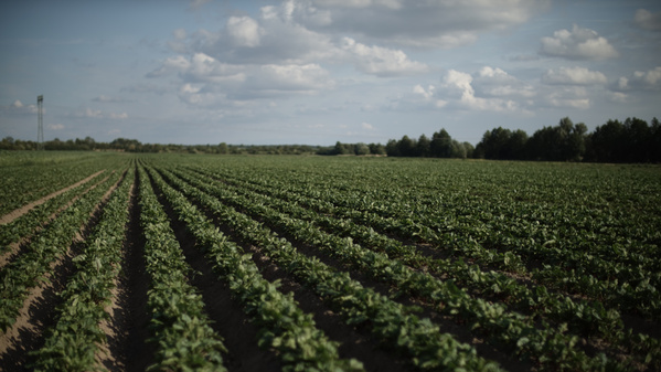 Ackerbild mit reihen von Kartoffelpflanzen