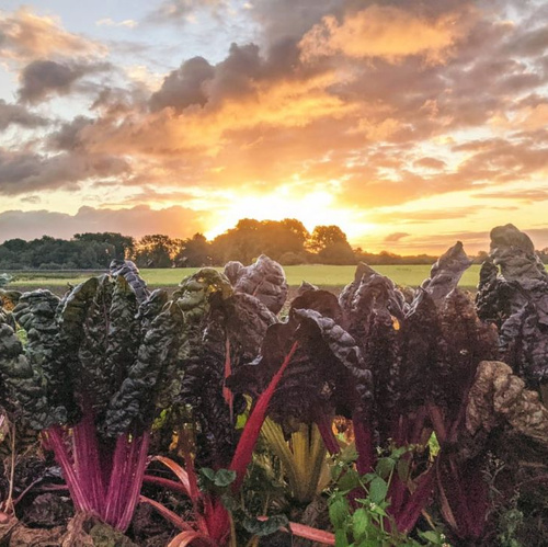 Mangold in der Morgensonne