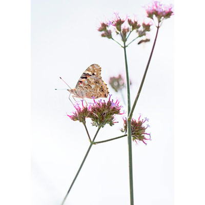 Produktfoto zu Postkarte Distelfalter
