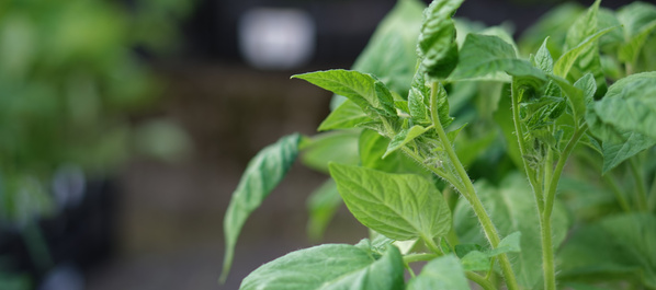 KI generiert: Grüne Blätter einer Pflanze in Nahaufnahme, unscharfer Hintergrund.