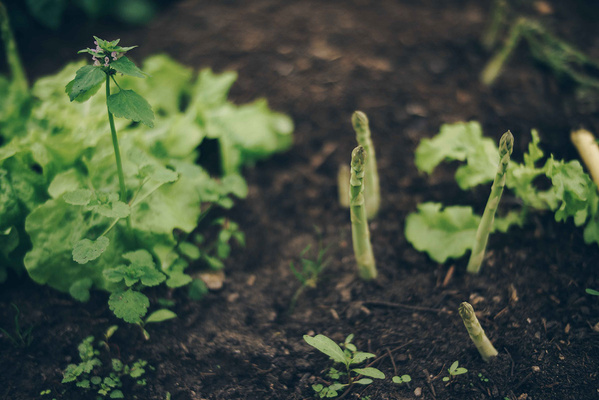 Artenvielfalt auf dem Acker