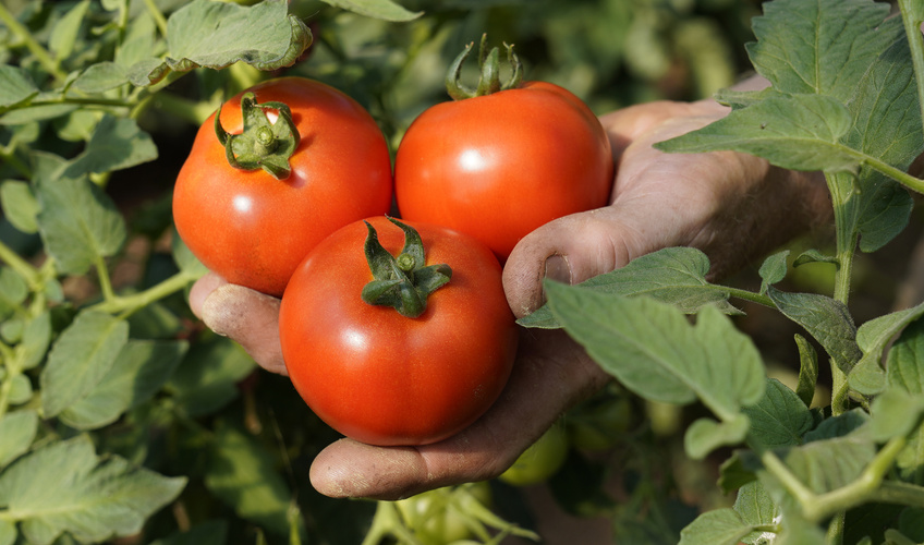 Tomaten auf Gärtnerhand inmitten von Tomatenpflanzen