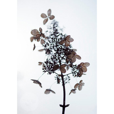 Produktfoto zu Postkarte Geliebte Hortensie