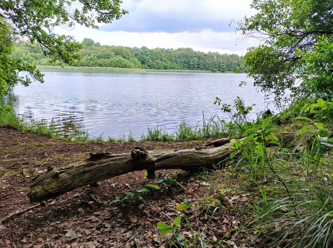 Ein ruhiger See mit Bäumen umgeben und einem gestürzten Baumstamm im Vordergrund.