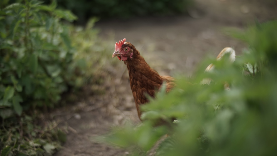 Braunes Huhn teils hinter Brennesseln versteckt