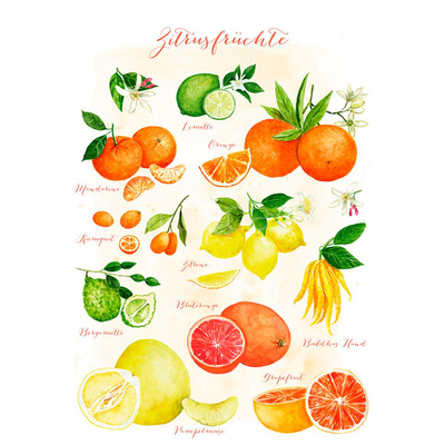 Produktfoto zu Postkarte Zitrusfrüchte