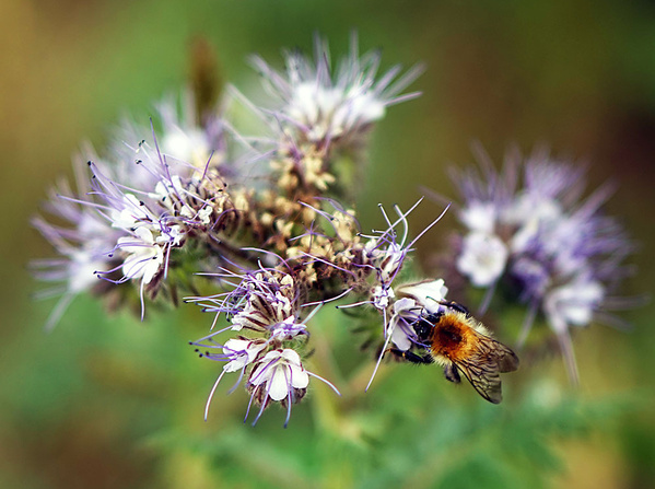 KI generiert: Eine Hummel bestäubt lila Blüten einer Pflanze.