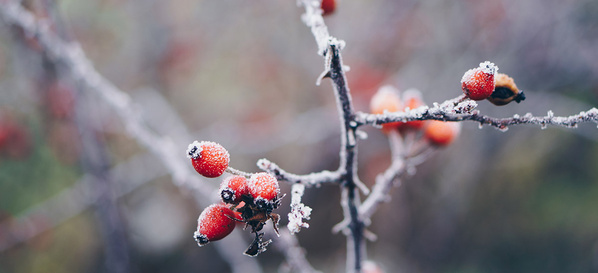 Von Frost überzogene Hagebutten im Winter