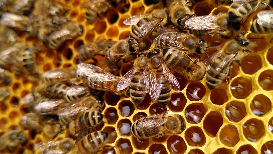 Biene im Bienenstock auf Waben