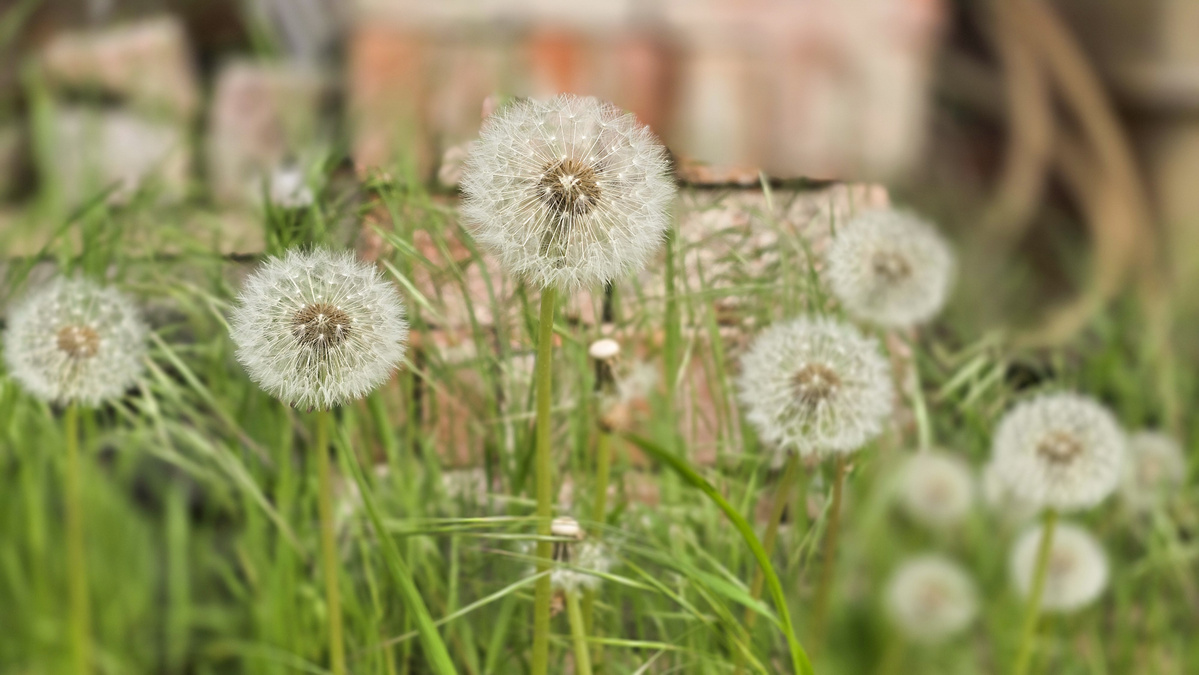 Löwenzahnblüten im Fruchtstand auf einer Wiese. Scharfer Vordergrund, unscharfer Hintergrund.