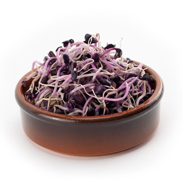 Produktfoto zu Rote Rettichsprossen 50g