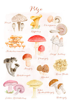 KI generiert: Illustration verschiedener Pilzarten mit deren Namen: Pilze, Pfifferling, Fliegenpilz, Champignon, etc.