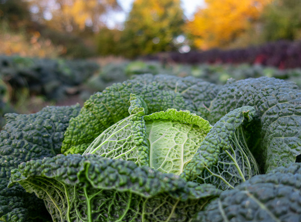 Das Bild zeigt einen großen Wirsingkohl im Vordergrund auf einem Feld, umgeben von weiteren Kohlpflanzen. Im Hintergrund kann man Bäume mit herbstlich gefärbtem Laub erkennen.