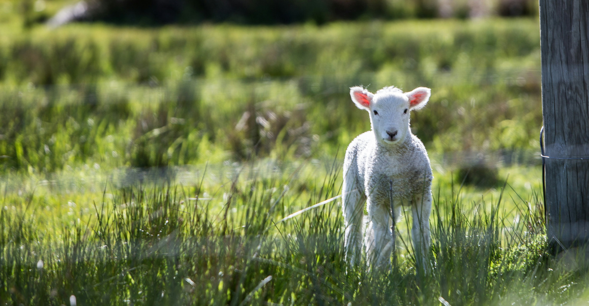 KI generiert: Ein Lamm steht auf einer grünen Wiese neben einem Holzpfosten.