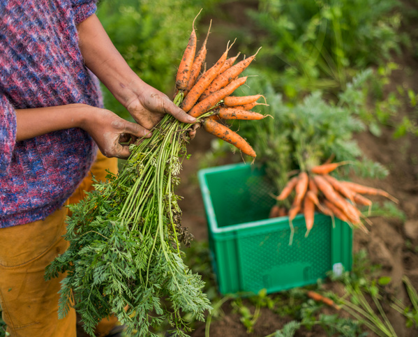 Buntmöhren erntefrisch auf dem Feld in der Hand und in der Kiste