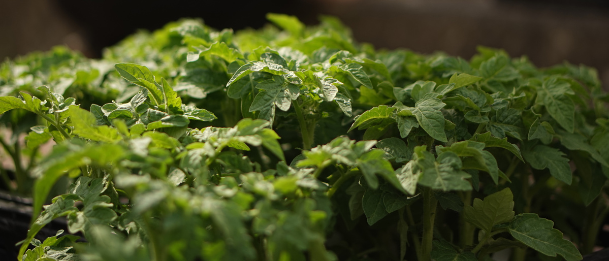 Detailbild Tomatenpflanzen im frühen Stadium