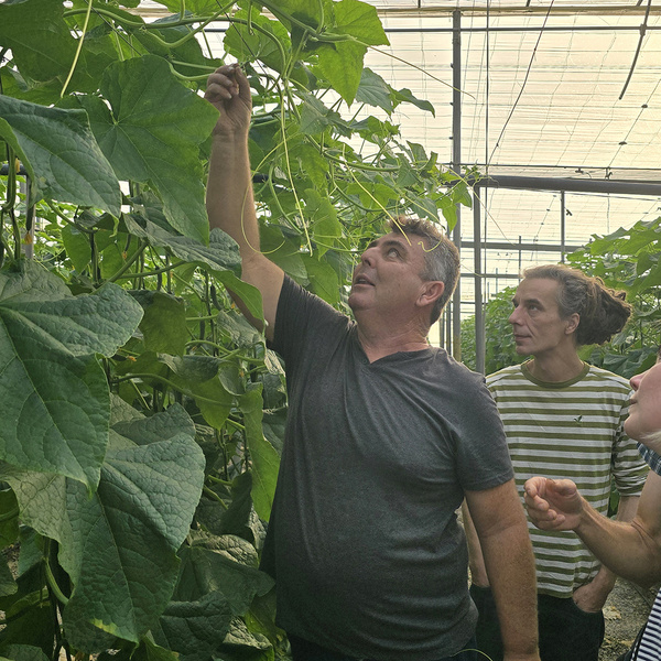 KI generiert: Das Bild zeigt drei Personen in einem Gewächshaus, die eine große Pflanze betrachten. Der Fokus liegt auf der Untersuchung oder Pflege der Pflanzen.