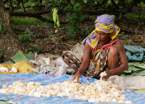 Grünland Bio Lieferant Zotter Kakaoernte in Madagaskar