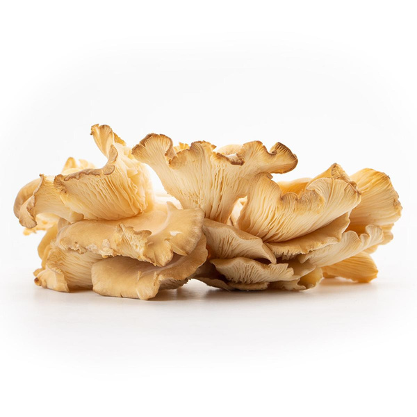 Produktfoto zu Austernpilze