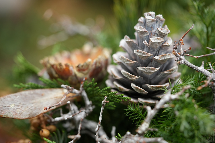 Winterpause