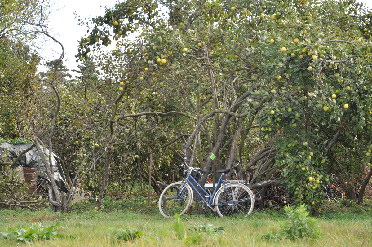 Ein blaues Fahrrad lehnt am Quittenbaum