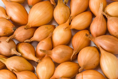 Produktfoto zu Steckzwiebeln 'Stuttgarter Riesen' (Netz)