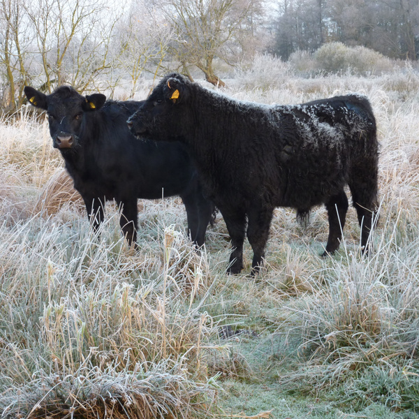 Grünland Bio Lieferant Hermsmeyers Metzgerei Rinder