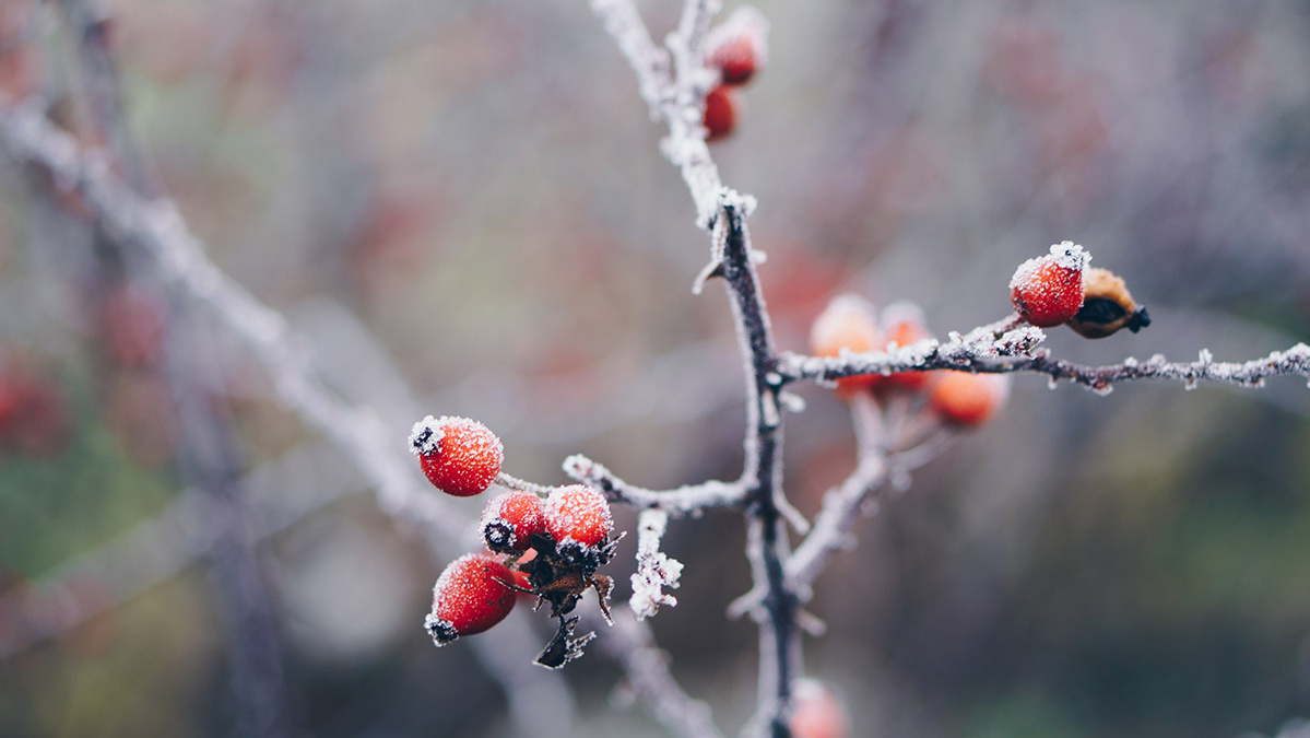 Raureif auf Hagebuttenzweig