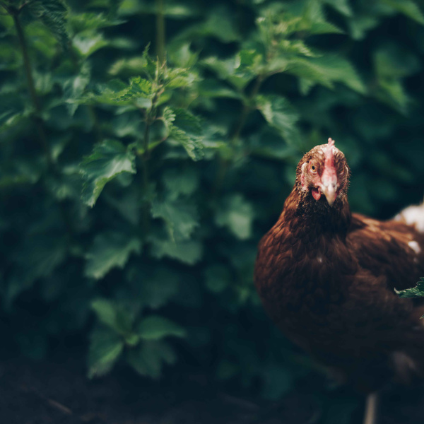 Produktbild TUT GUT! Schokolade Nirwana vegan von Rapunzel 