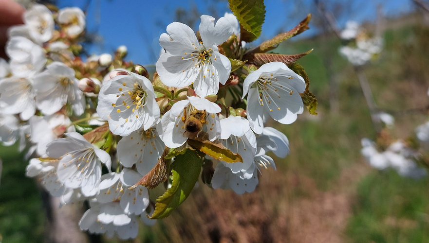 KI generiert: Eine Biene sitzt auf einem Zweig mit weißen Blüten im Freien.