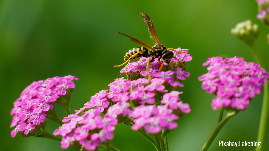 Wespe auf rosa Doldenblüte vor grünem Hintergurnd