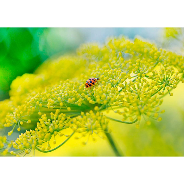 Produktfoto zu Postkarte Marienkäfer&Fenchel