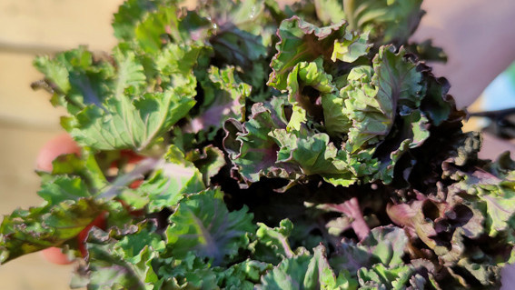 Flower Sprouts mit Kräuterseitlingen