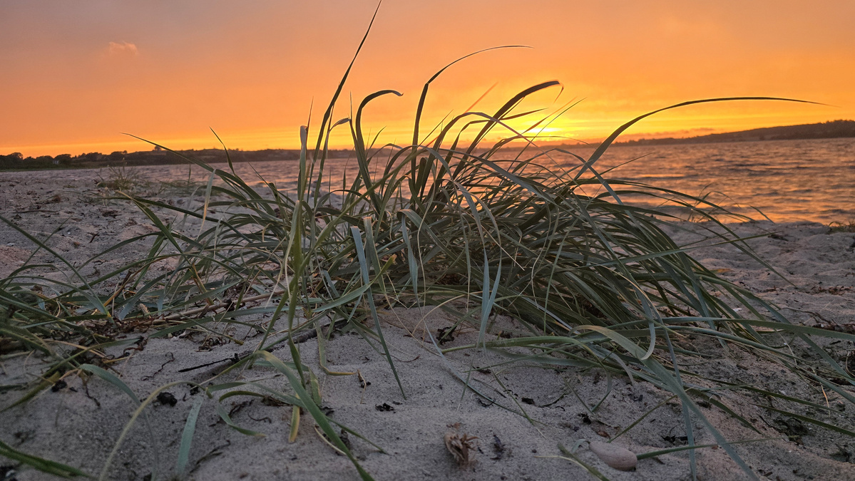Strandgras bei Sonnenuntergang am Meer, mit orangefarbenem Himmel und ruhigem Wasser im Hintergrund.