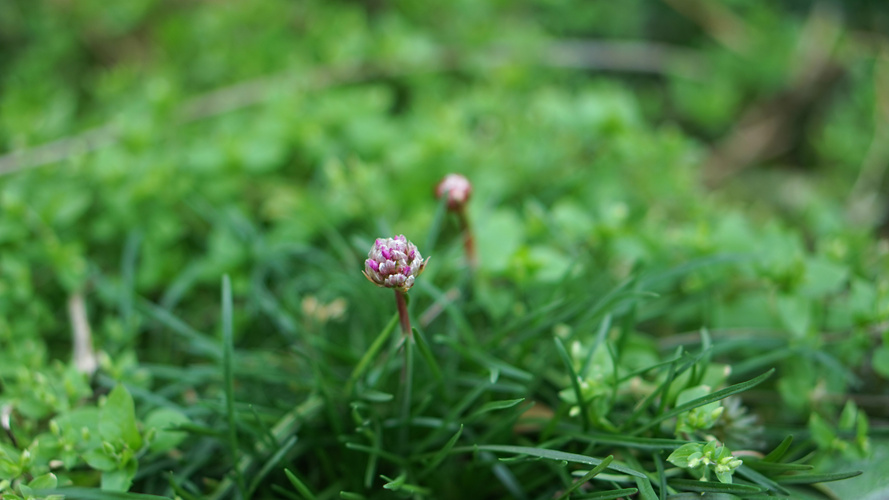 Einzelne Blütenknospe auf Wiese